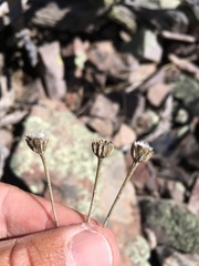 Hymenoxys vaseyi