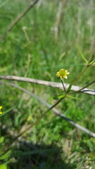 Ranunculus micranthus