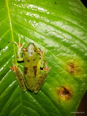 Canal Zone Treefrog photo 5
