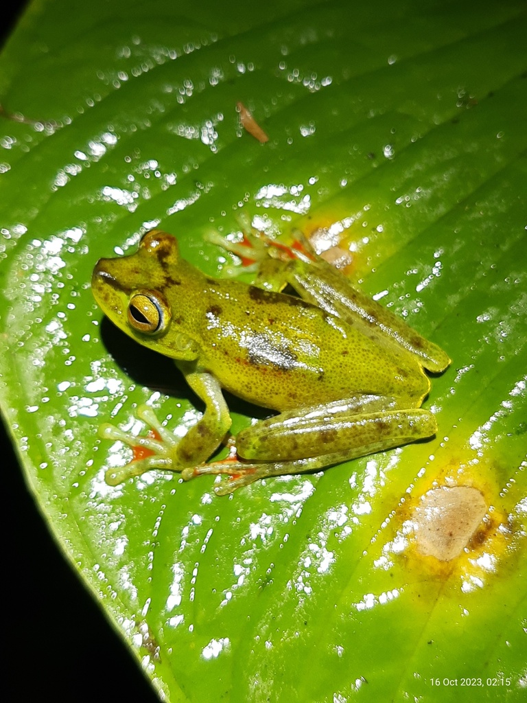 Canal Zone Treefrog