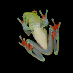 Canal Zone Treefrog photo 3