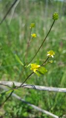 Ranunculus micranthus