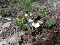 Viola beckwithii