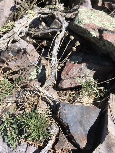 Vasey's rubberweed (Hymenoxys vaseyi)