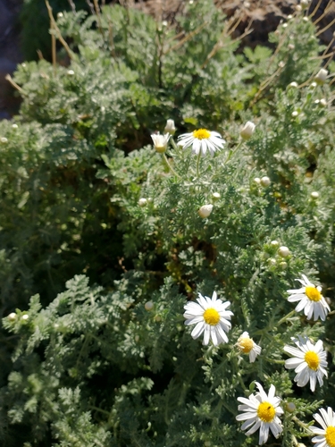 Argyranthemum adauctum (Argyranthemum adauctum)
