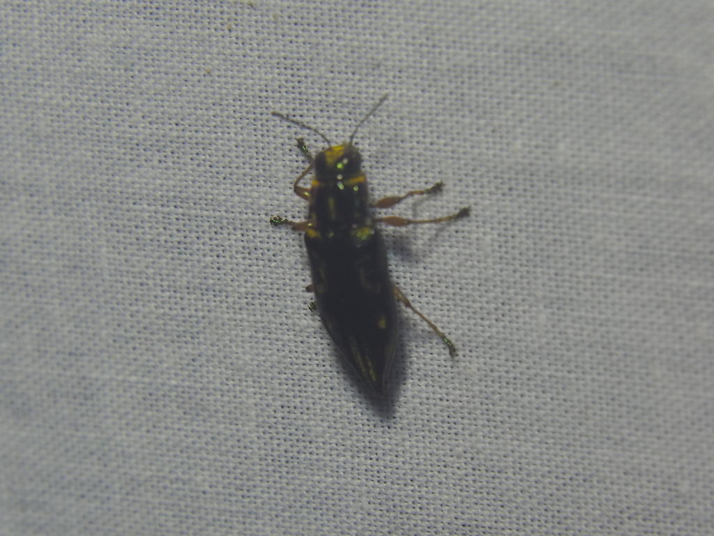 Euplectalecia erythropa