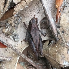 Tettigidea