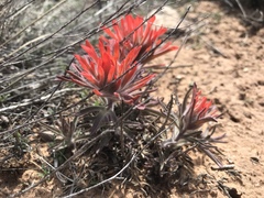 Castilleja scabrida scabrida