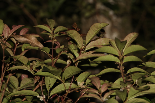 Image of Ackama paniculosa by (c) Greg Tasney, some rights reserved (CC BY-SA)