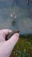 Potamogeton natans