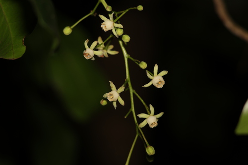 Image of Anthocarapa nitidula by (c) Greg Tasney, some rights reserved (CC BY-SA)