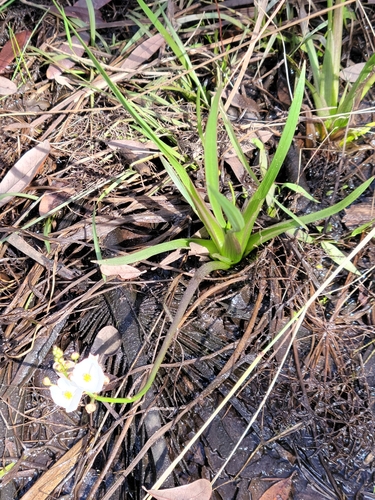 Grassy arrowhead (Sagittaria graminea)