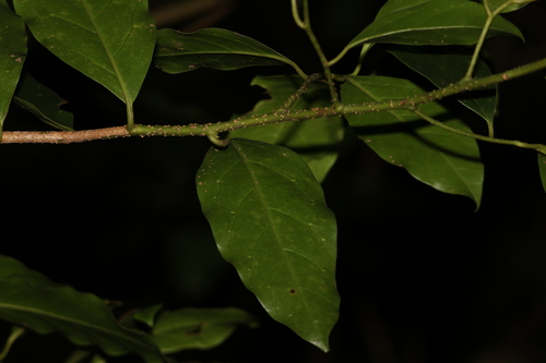 Image of Pennantia cunninghamii by (c) Greg Tasney, some rights reserved (CC BY-SA)