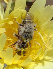 Calliopsis puellae