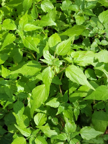 Coastal Pellitory (Parietaria praetermissa)