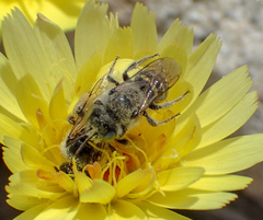 Calliopsis puellae