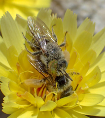Calliopsis puellae