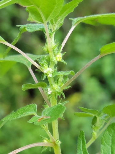 Image of Parietaria praetermissa by (c) Jay Horn, some rights reserved (CC BY)