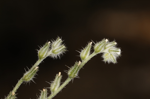 Image of gray cryptantha by (c) Steve Matson, some rights reserved (CC BY)