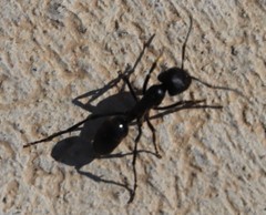 Streblognathus peetersi