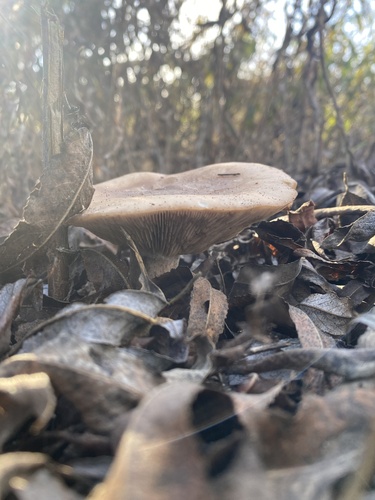 iNaturalist observation photo of Brownit