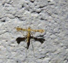 Nippoptilia cinctipedalis