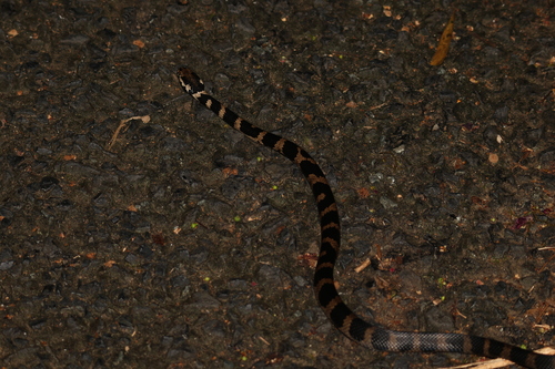 Stephens' Banded Snake sighting