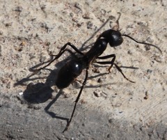 Streblognathus peetersi