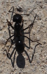 Streblognathus peetersi