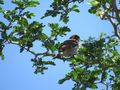 Passer domesticus