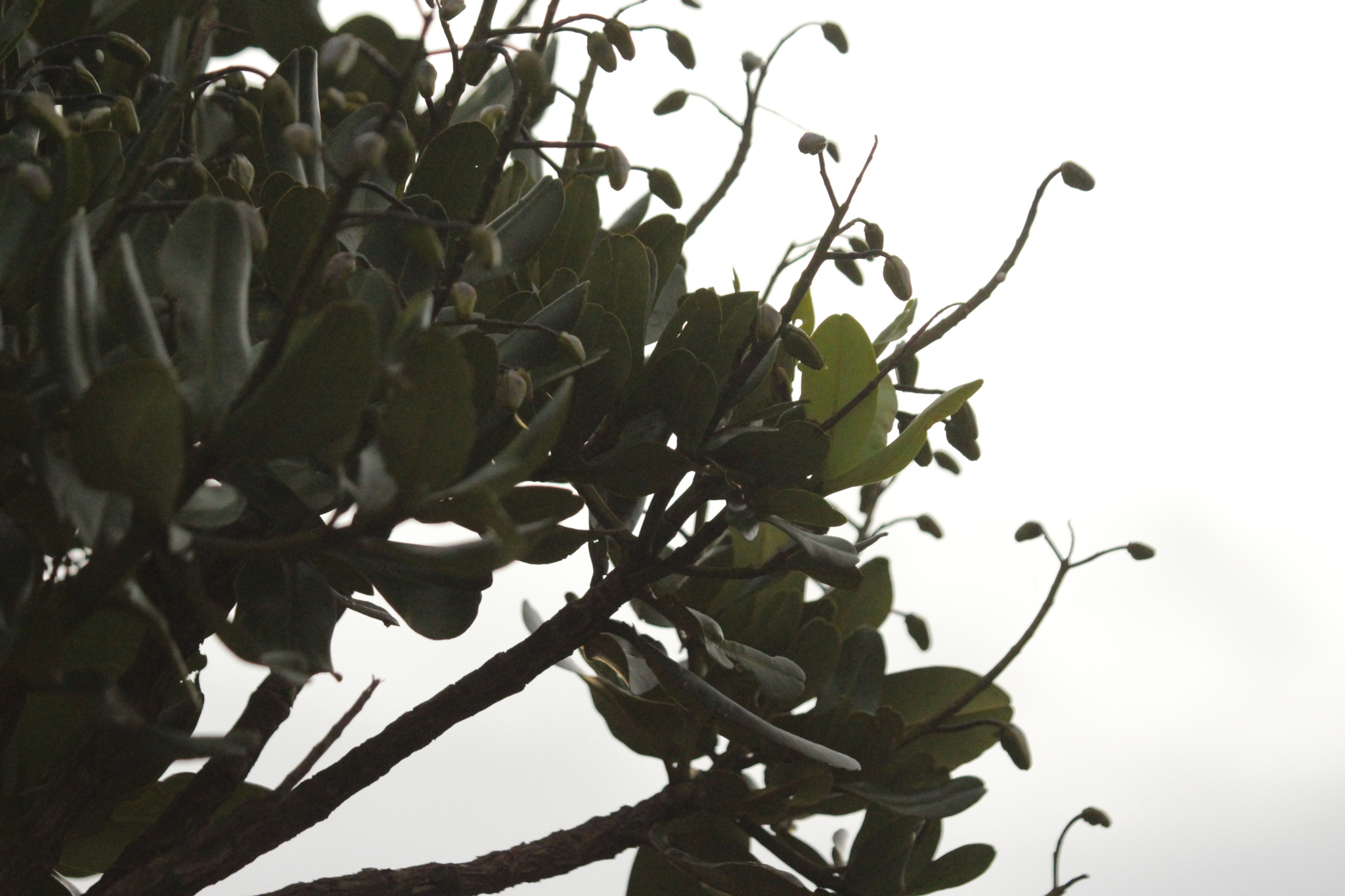 Vochysia thyrsoidea