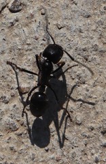 Streblognathus peetersi