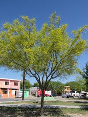 Parkinsonia aculeata