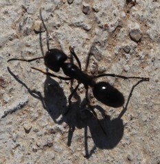 Streblognathus peetersi