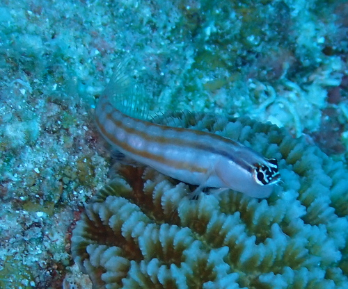 Comical blenny (Ecsenius opsifrontalis) — Blenniidae — 4