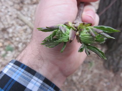 Sambucus racemosa racemosa
