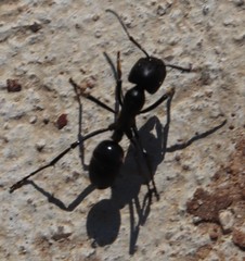 Streblognathus peetersi