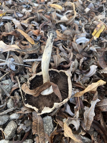 iNaturalist observation photo of field and button mushrooms