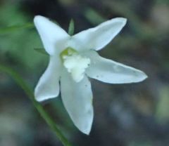 Wahlenbergia rupestris