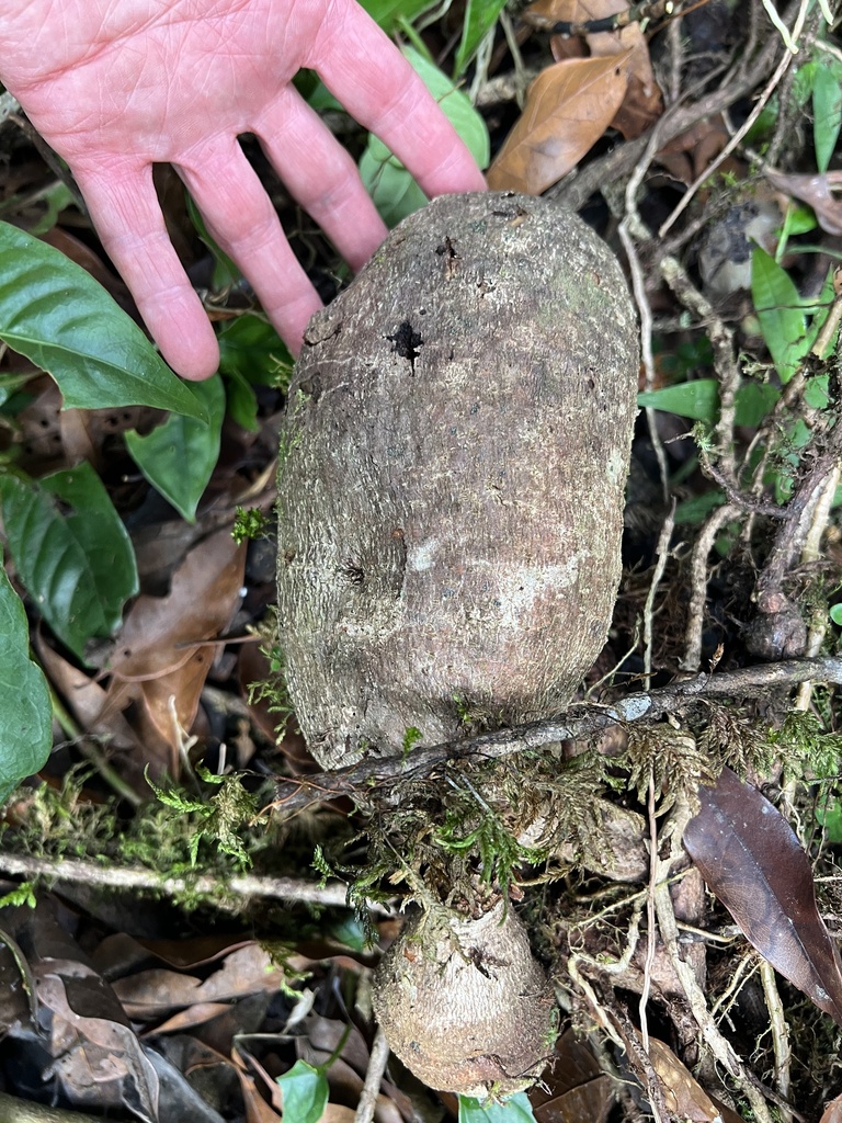 Tuber Insect Insects from Coban, Alta Verapaz, GT on January 26, 2024 at 04:30 PM by ...