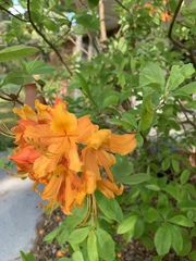 Rhododendron calendulaceum