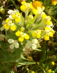 Castilleja campestris