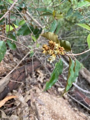 Bloodwood (Vismia)