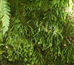 Notogrammitis ciliata