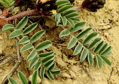 Astragalus cibarius