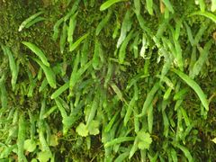 Notogrammitis ciliata