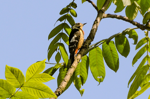 Necklaced Woodpecker (Dryobates pernyii), photo 6