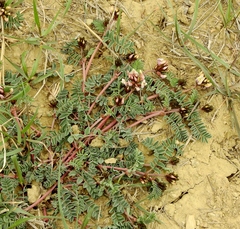 Astragalus cibarius