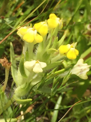 Castilleja campestris
