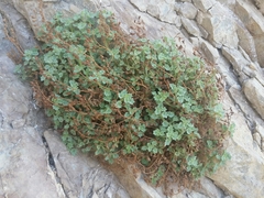 Phacelia perityloides
